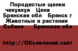 Породистые щенки чихуахуа › Цена ­ 8 000 - Брянская обл., Брянск г. Животные и растения » Собаки   . Брянская обл.